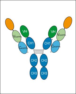 Experimental Validation Results for Gulgafafusp alfa